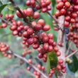 Load image into Gallery viewer, Colombia - Red Bourbon (Thermal Shock Natural)
