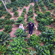 Load image into Gallery viewer, Tres Fuertes Espresso Blend
